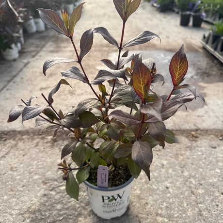 A young 'Wine and Spirits Weigela' plant with dark maroon foliage and new reddish-green leaves in a white Proven Winners container.
