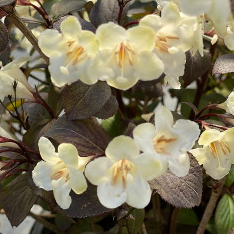 Proven Winners® Wine & Spirits® Weigela