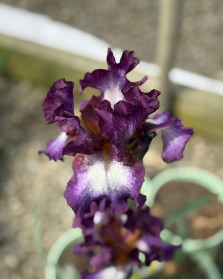Wine Festival Bearded Iris - Perennial - Nature Hills Nursery - 1 Container - 