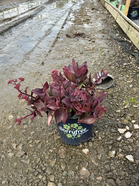 Wineberry Delight Sedum with pink flower heads in a nursery container