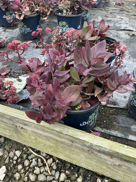 Wineberry Delight Sedum dark foliage up close in a nursery container