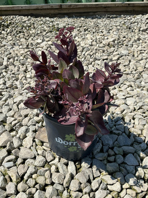 Wineberry Delight Sedum growing in a nursery container