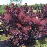Winecraft Black&reg; Smokebush