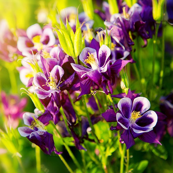 white and lavender columbine flower Winky Purple & White Columbine