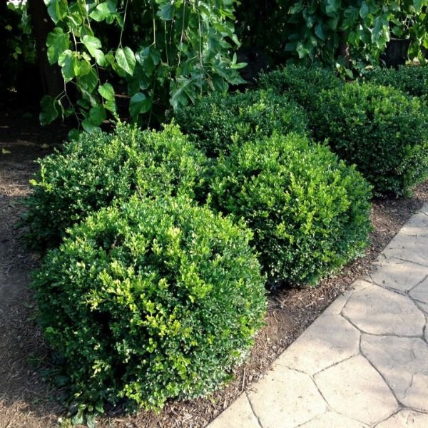 Winter Gem Boxwood shrubs trimmed into rounded mounds along a stone garden path.