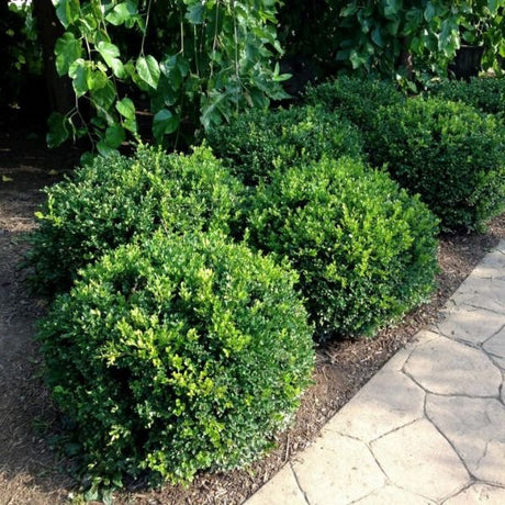 Winter Gem Boxwood shrubs trimmed into rounded mounds along a stone garden path.