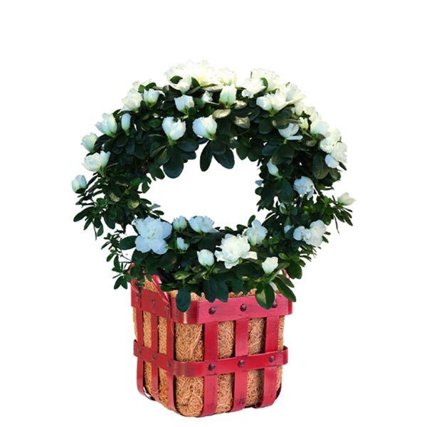 Winter Wonderland Azalea Wreath - Nature Hills Nursery - 6 Inch Container - 