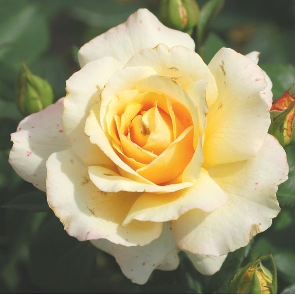 Eleganza&reg; Winter Sun&trade; Hybrid Tea Rose