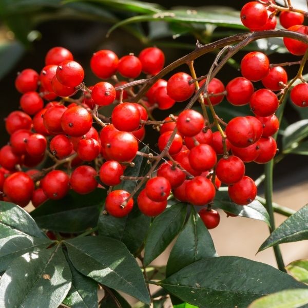 Winterberry Close Up Berries