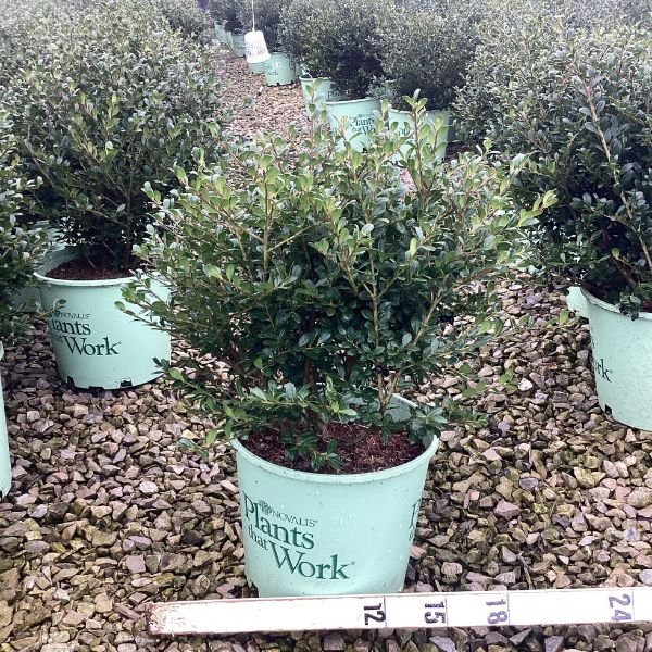 Winterscape Chilly Willy™ Japanese Holly - Nature Hills Nursery - #3 Container - 