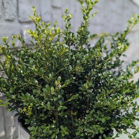 Winterscape Chilly Willy™ Japanese Holly - Nature Hills Nursery - #3 Container - 