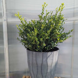 Winterscape Chilly Willy™ Japanese Holly - Nature Hills Nursery - #3 Container - 