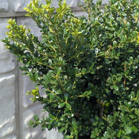 Winterscape Chilly Willy™ Japanese Holly Close up Foliage