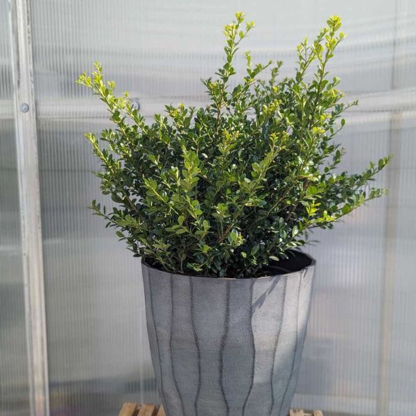Winterscape Chilly Willy™ Japanese Holly in Deco Pot