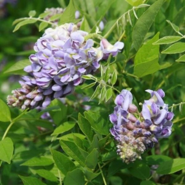 Amethyst Falls Wisteria Vine