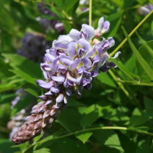 wisteria rot Amethyst Falls Wisteria Vine