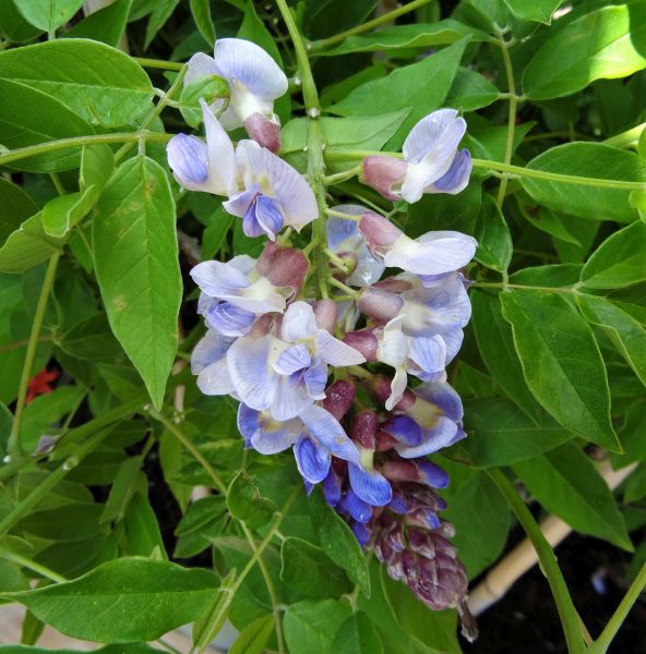 Blue Moon Wisteria Vine | Buy at NatureHills.com #3 Container