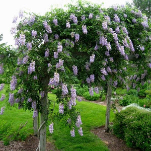 Blue Moon Wisteria Vine (Wisteria macrostachya 'Blue Moon'), a perennial featuring blue, purple flowers and deciduous.