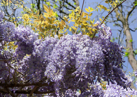 A detailed close-up of fragrant purple wisteria flower clusters hanging from a branch with young green leaves against a bright sky.