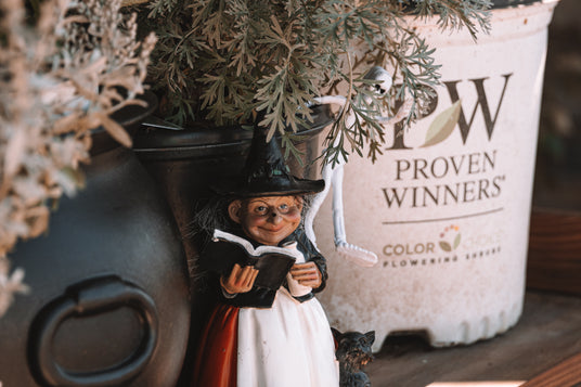 Whimsical witch figurine reading a spell book beside a Proven Winners Color Choice flowering shrub container.