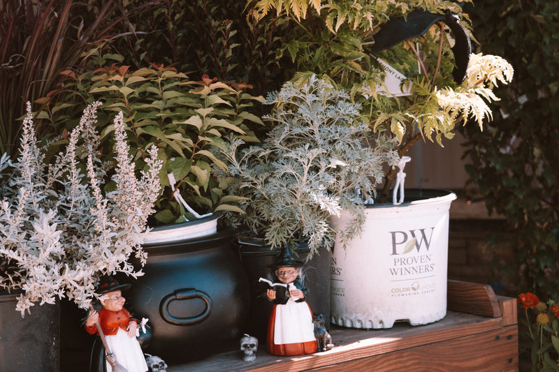 Halloween witch figurines and skull decorations displayed among Proven Winners potted shrubs and silvery dusty miller plants.