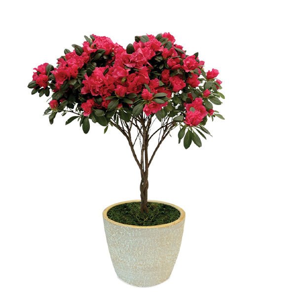 With Love Red Florist Azalea Topiary - Nature Hills Nursery - 6 Inch Container - 