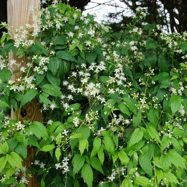 Close-up of white clematis flowers on Woodbine blooming in late spring to early summer to late summer.