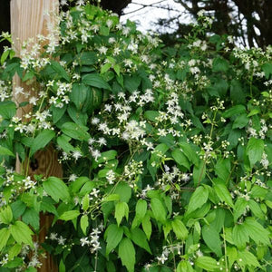 Close-up of white clematis flowers on Woodbine blooming in late spring to early summer to late summer.