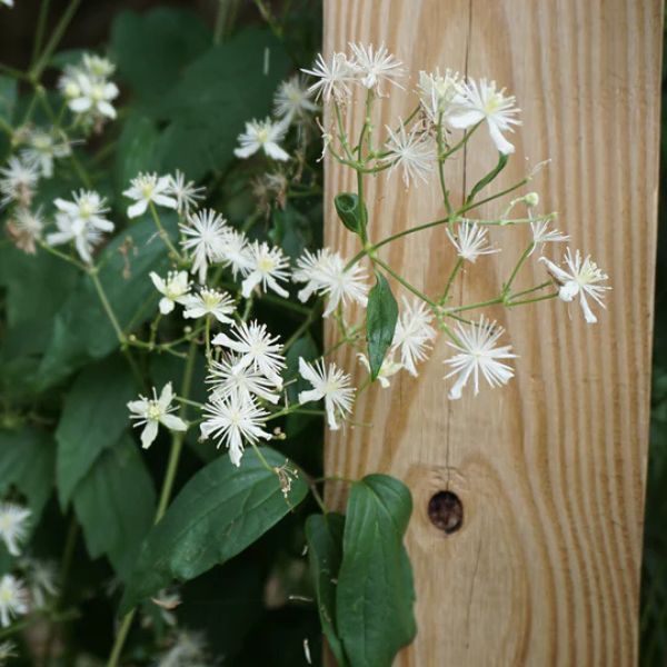 Perennial foliage of Woodbine (Clematis vrginiana) in a garden setting.