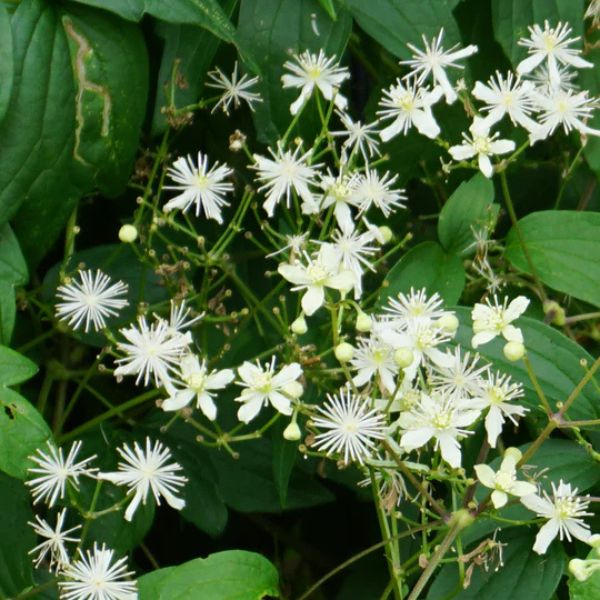 Woodbine (Clematis vrginiana) growing in a garden landscape, showing mature perennial form.