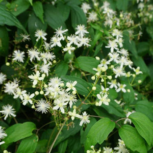 Woodbine (Clematis vrginiana), a perennial featuring white flowers and perennial.