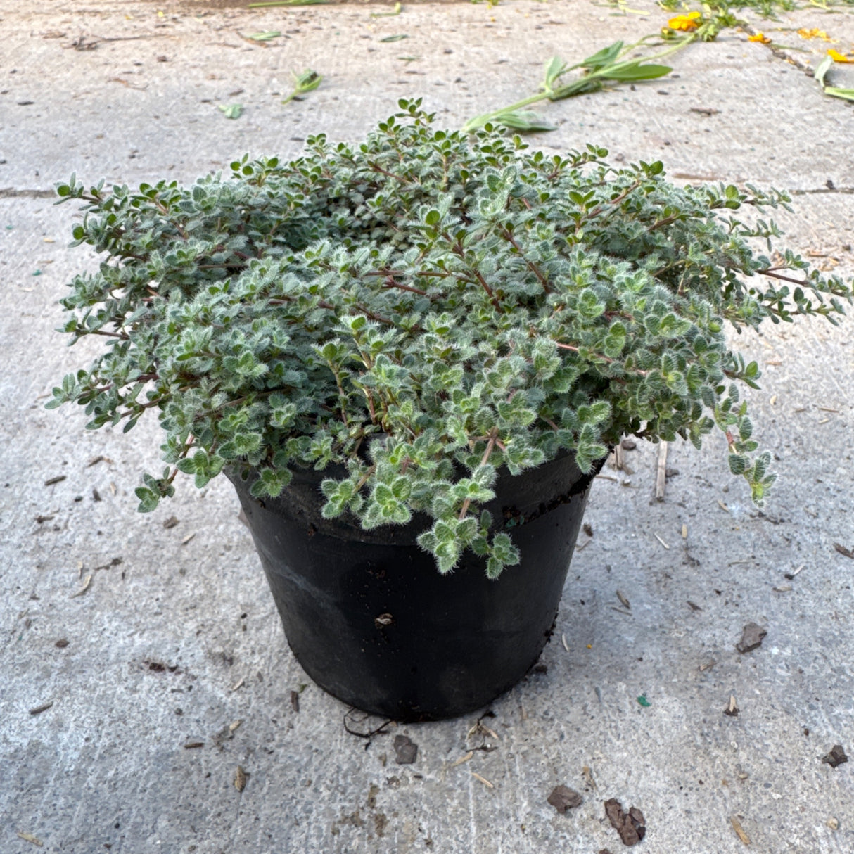 Woolly Thyme