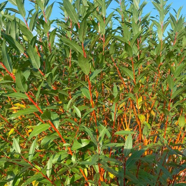 WorryFree® Winter Torch Willow Foliage