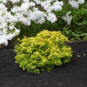 WorryFree® Lemon Glow® Barberry (Berberis thunbergii 'UCONNBTB048' PP30,127), a shrub featuring yellow flowers and deciduous.