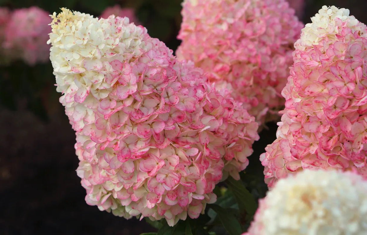 Close-up of Hydrangea paniculata with cone-shaped blooms that transition from creamy white to soft pink, showcasing its vibrant summer color