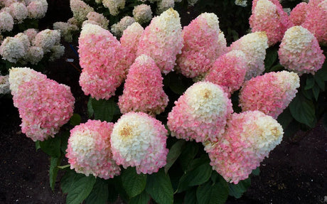WorryFree Love-A-Lot Pink Hydrangea with large cone-shaped flower heads transitioning from white to rich pink, blooming in a compact garden setting