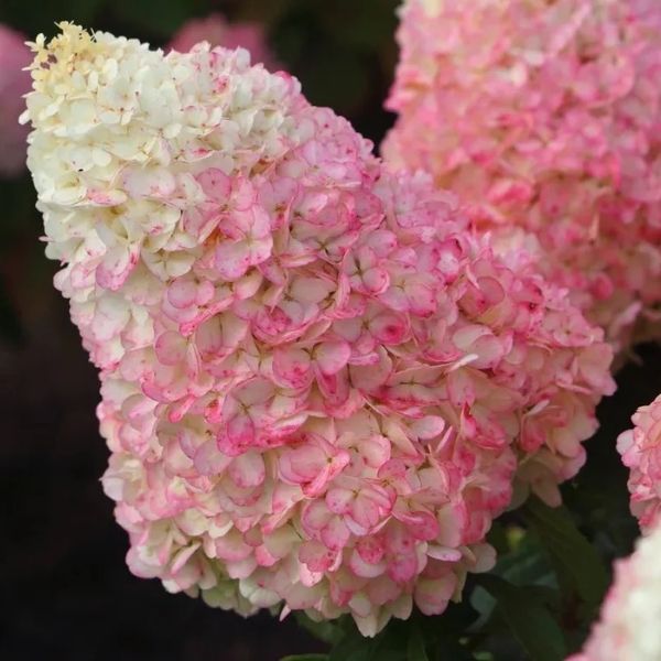WorryFree® Love-A-Lot™ Pink Hydrangea Tree (Hydrangea paniculata 'Bokropiav'), a tree featuring pink flowers and deciduous.