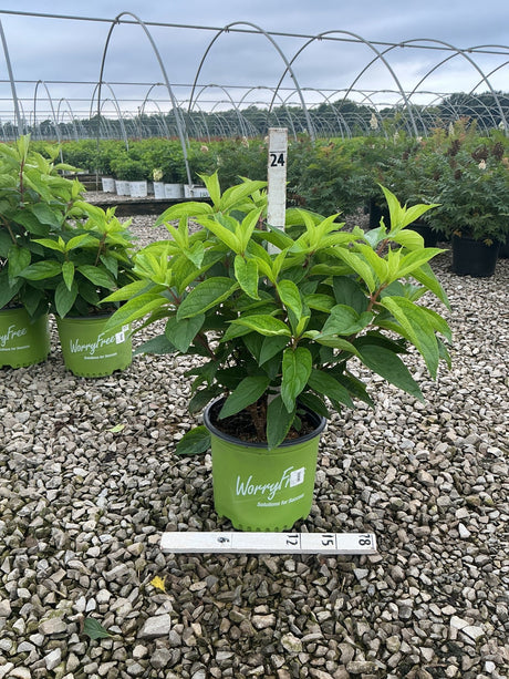 Love-A-Lot Pink Hydrangea Tree in a WorryFree container displaying lush green foliage at a nursery grow yard.