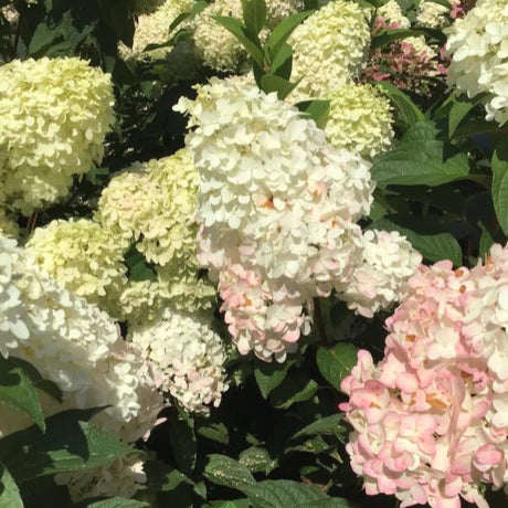WorryFree® Ruby Snow Hydrangea Tree - Tree - Nature Hills Nursery - 3 Container 3 - 4 Feet - 