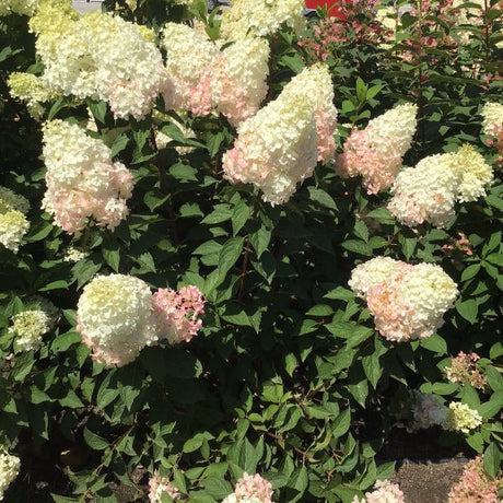 WorryFree® Ruby Snow Hydrangea Tree - Tree - Nature Hills Nursery - 3 Container 3 - 4 Feet - 