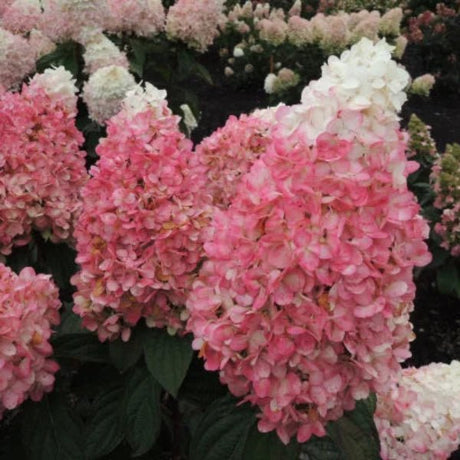 WorryFree® Ruby Snow Hydrangea Tree - Tree - Nature Hills Nursery - 3 Container 3 - 4 Feet - 
