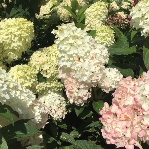 WorryFree® Ruby Snow Panicle Hydrangea - Nature Hills Nursery - #3 Container - 
