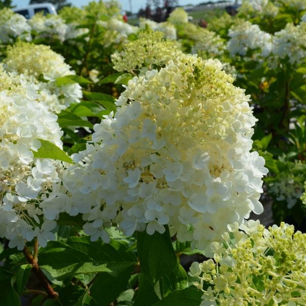 WorryFree® Ruby Snow Panicle Hydrangea - Nature Hills Nursery - #3 Container - 