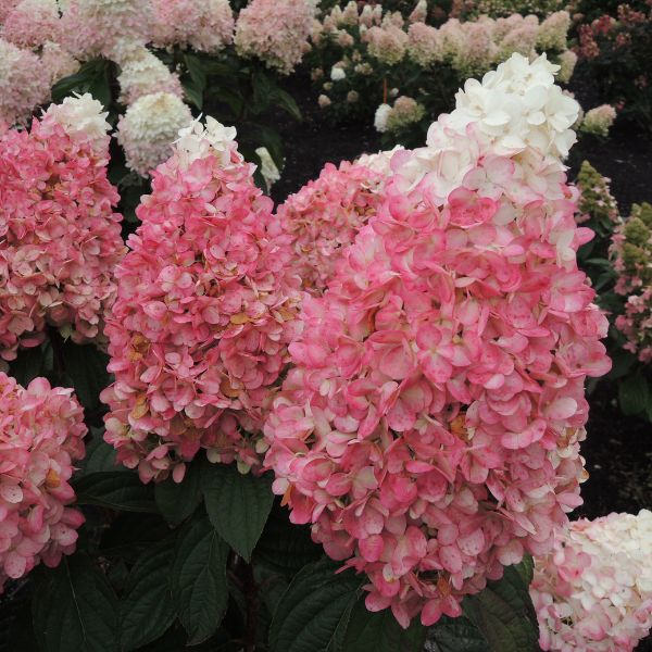 WorryFree® Ruby Snow Panicle Hydrangea - Nature Hills Nursery - #3 Container - 