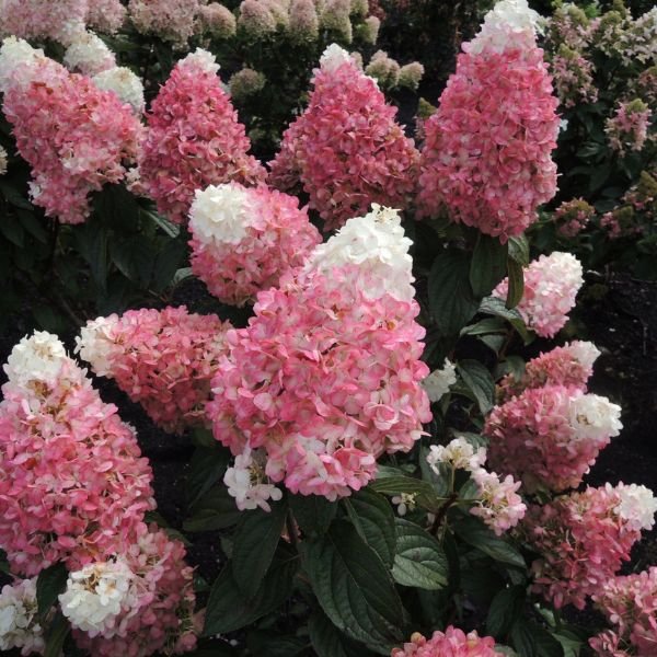WorryFree® Ruby Snow Panicle Hydrangea - Nature Hills Nursery - #3 Container - 