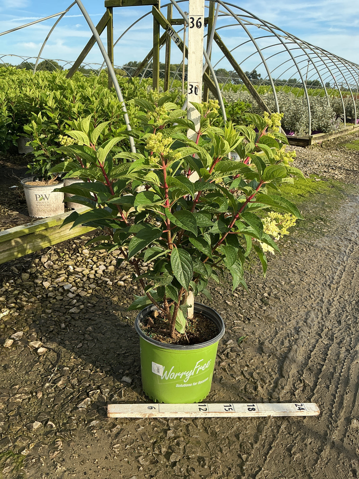 Ruby Snow Panicle Hydrangea shrub in a green WorryFree #3 container with red stems and emerging flower buds.