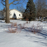 WorryFree® Winter Torch Willow - Nature Hills Nursery - #3 Container 1 - 2 Feet - 