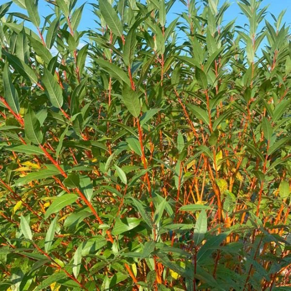 WorryFree® Winter Torch Willow - Nature Hills Nursery - #3 Container 1 - 2 Feet - 