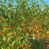 WorryFree® Winter Torch Willow - Nature Hills Nursery - #3 Container 1 - 2 Feet - 