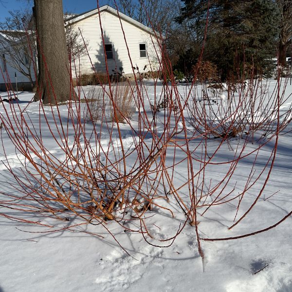 WorryFree® Winter Torch Willow - Nature Hills Nursery - #3 Container 1 - 2 Feet - 